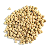 SOY BEAN