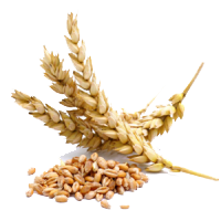 DURUM