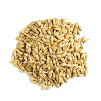 BARLEY