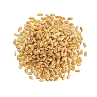 WHEAT