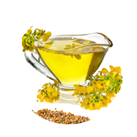 CANOLA
